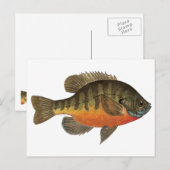 Bluegill Bream Briefkaart (Voorkant / Achterkant)