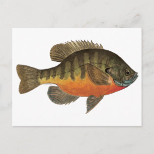 Bluegill Bream Briefkaart