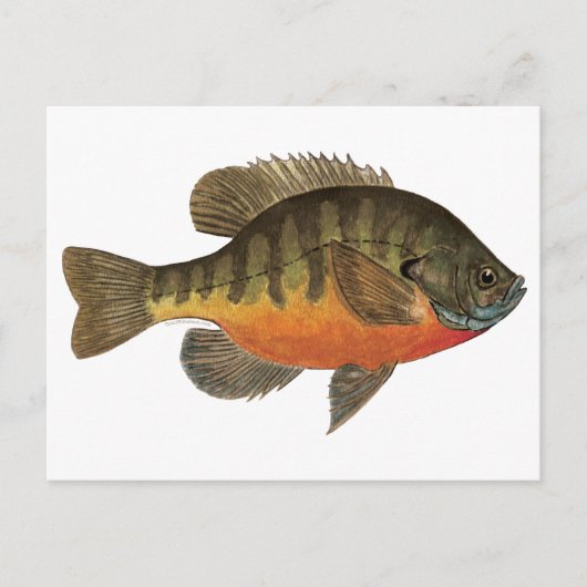 Bluegill Bream Briefkaart (Voorkant)
