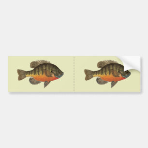 Bluegill Bream Bumpersticker