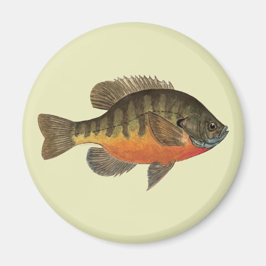 Bluegill Bream Magneet (Voorkant)