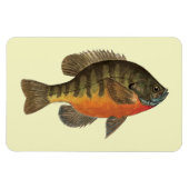 Bluegill Bream Magneet (Horizontaal)