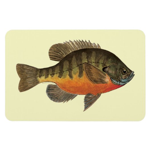 Bluegill Bream Magneet (Horizontaal)