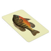Bluegill Bream Magneet (Rechterzijde)