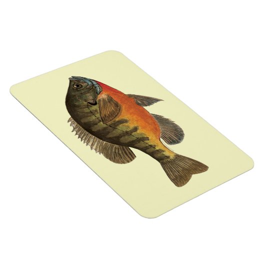 Bluegill Bream Magneet (Rechterzijde)