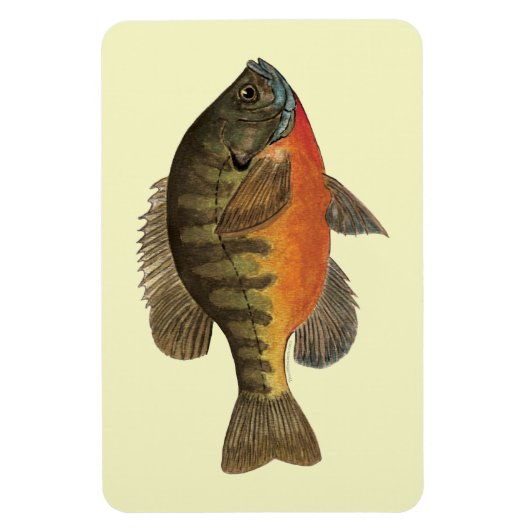 Bluegill Bream Magneet (Verticaal)