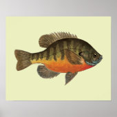 Bluegill Bream Poster (Voorkant)