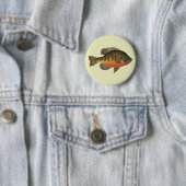 Bluegill Bream Ronde Button 5,7 Cm (In situ)