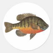 Bluegill Bream Ronde Sticker (Voorkant)
