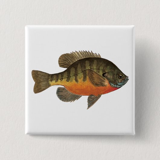 Bluegill Bream Vierkante Button 5,1 Cm (Voorkant)