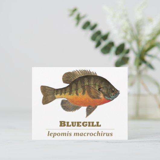 Bluegill Bream Vist Briefkaart (Staand voorkant)
