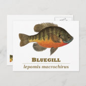 Bluegill Bream Vist Briefkaart (Voorkant / Achterkant)