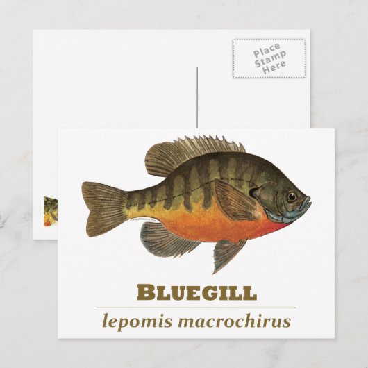 Bluegill Bream Vist Briefkaart (Voorkant / Achterkant)