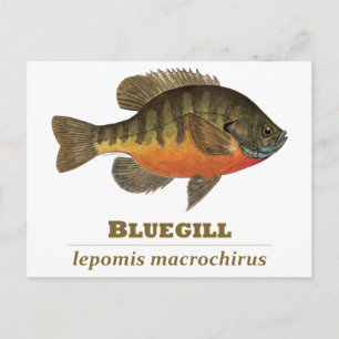 Bluegill Bream Vist Briefkaart