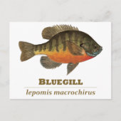 Bluegill Bream Vist Briefkaart (Voorkant)