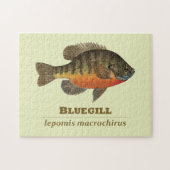 Bluegill Bream Vist Legpuzzel (Horizontaal)