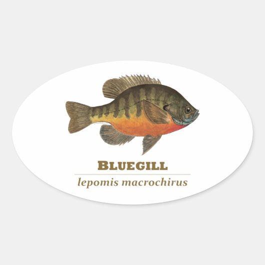 Bluegill Bream Vist Ovale Sticker (Voorkant)