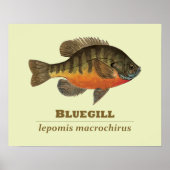 Bluegill Bream Vist Poster (Voorkant)