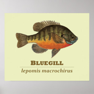 Bluegill Bream Vist Poster