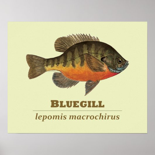 Bluegill Bream Vist Poster (Voorkant)