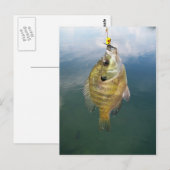 Bluegill Catch Briefkaart (Voorkant / Achterkant)