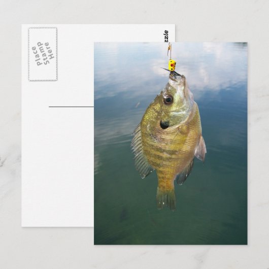 Bluegill Catch Briefkaart (Voorkant / Achterkant)