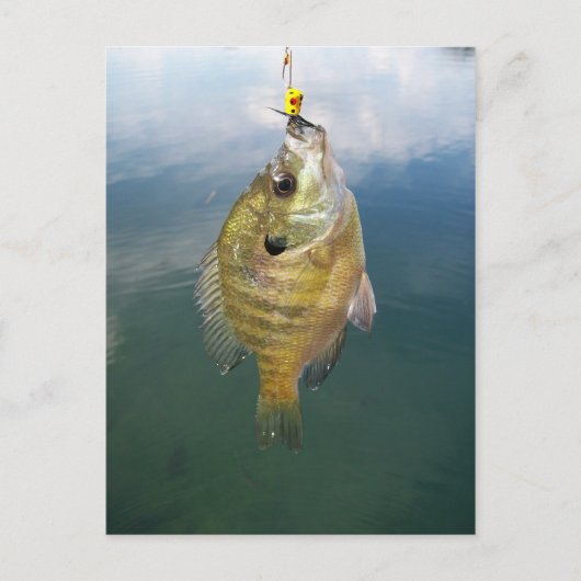 Bluegill Catch Briefkaart (Voorkant)