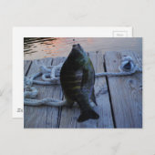 Bluegill in sunset Lake Arrowiad Briefkaart (Voorkant / Achterkant)