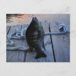 Bluegill in sunset Lake Arrowiad Briefkaart