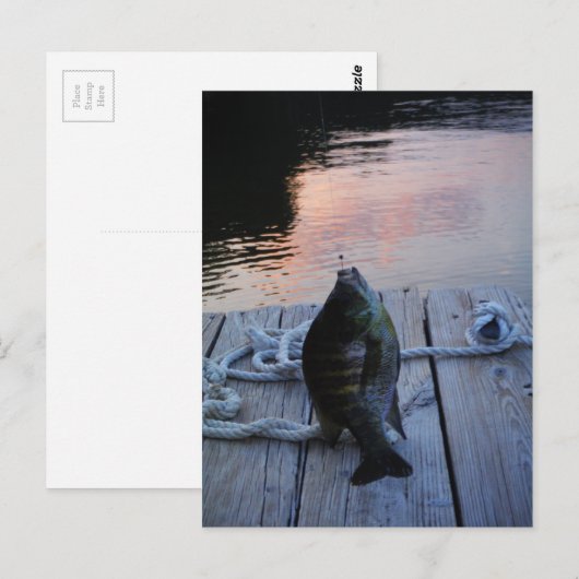 Bluegill in sunset Lake Arrowiad Briefkaart (Voorkant / Achterkant)