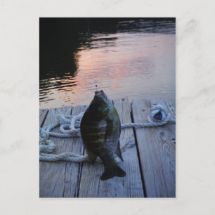 Bluegill in sunset Lake Arrowiad Briefkaart