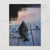 Bluegill in sunset Lake Arrowiad Briefkaart (Voorkant)