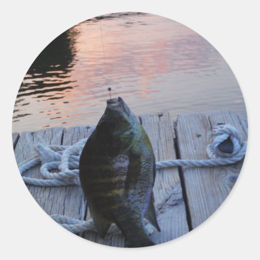 Bluegill in sunset Lake Arrowiad Ronde Sticker (Voorkant)