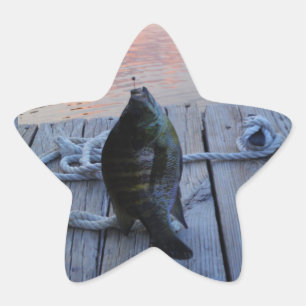Bluegill in sunset Lake Arrowiad Ster Sticker