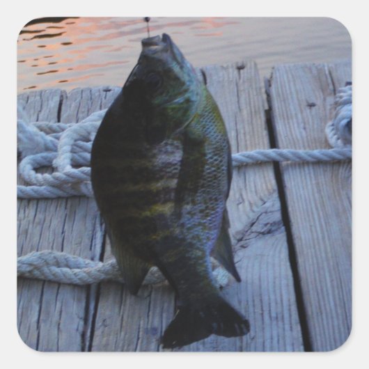 Bluegill in sunset Lake Arrowiad Vierkante Sticker (Voorkant)