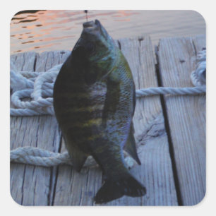 Bluegill in sunset Lake Arrowiad Vierkante Sticker