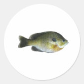 Bluegill Sunfish Foto Ronde Sticker (Voorkant)
