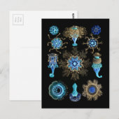 Bluegreen Siphonophorae Briefkaart (Voorkant / Achterkant)