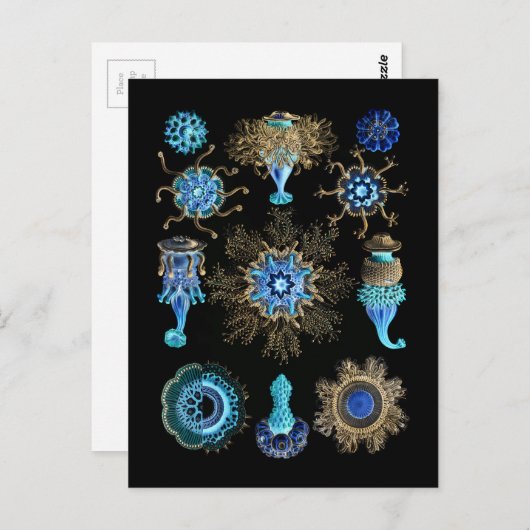 Bluegreen Siphonophorae Briefkaart (Voorkant / Achterkant)