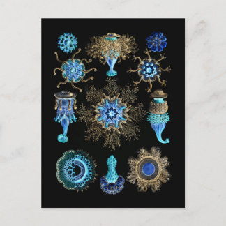 Bluegreen Siphonophorae Briefkaart