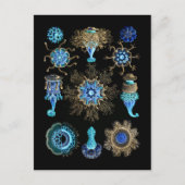 Bluegreen Siphonophorae Briefkaart (Voorkant)