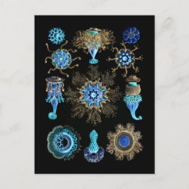 Bluegreen Siphonophorae Briefkaart