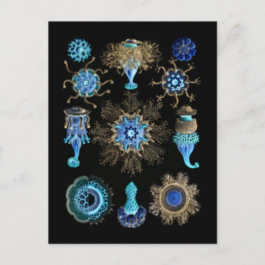 Bluegreen Siphonophorae Briefkaart (Voorkant)