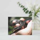 Blueish Black Racer Briefkaart (Staand voorkant)