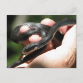 Blueish Black Racer Briefkaart (Voorkant)