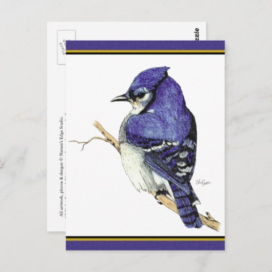 Bluejay 2 Briefkaart (Voorkant / Achterkant)