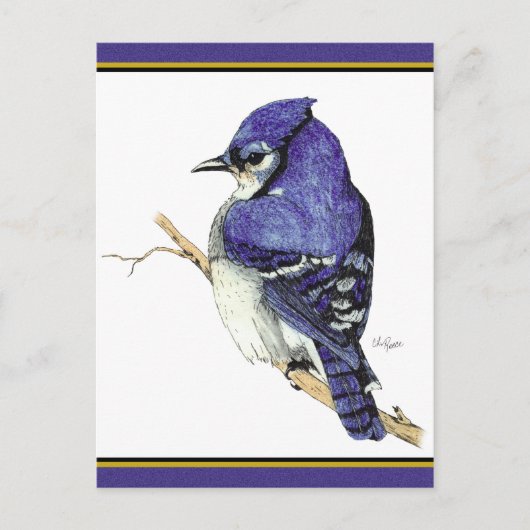 Bluejay 2 Briefkaart (Voorkant)
