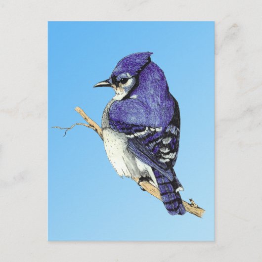 Bluejay 3 Briefkaart (Voorkant)