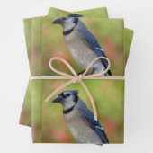 Bluejay - All Occasion Wrapping Paper Sheets (In situ)