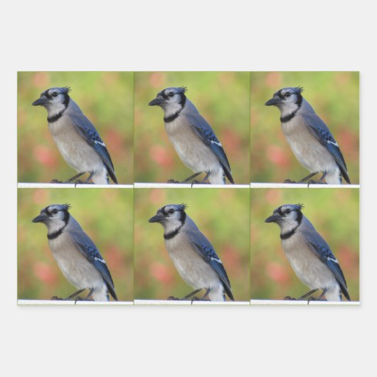 Bluejay - All Occasion Wrapping Paper Sheets (Voorkant 3)